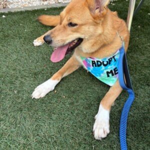 Adopt Me Tie Dye Dog Bandana Best Seller