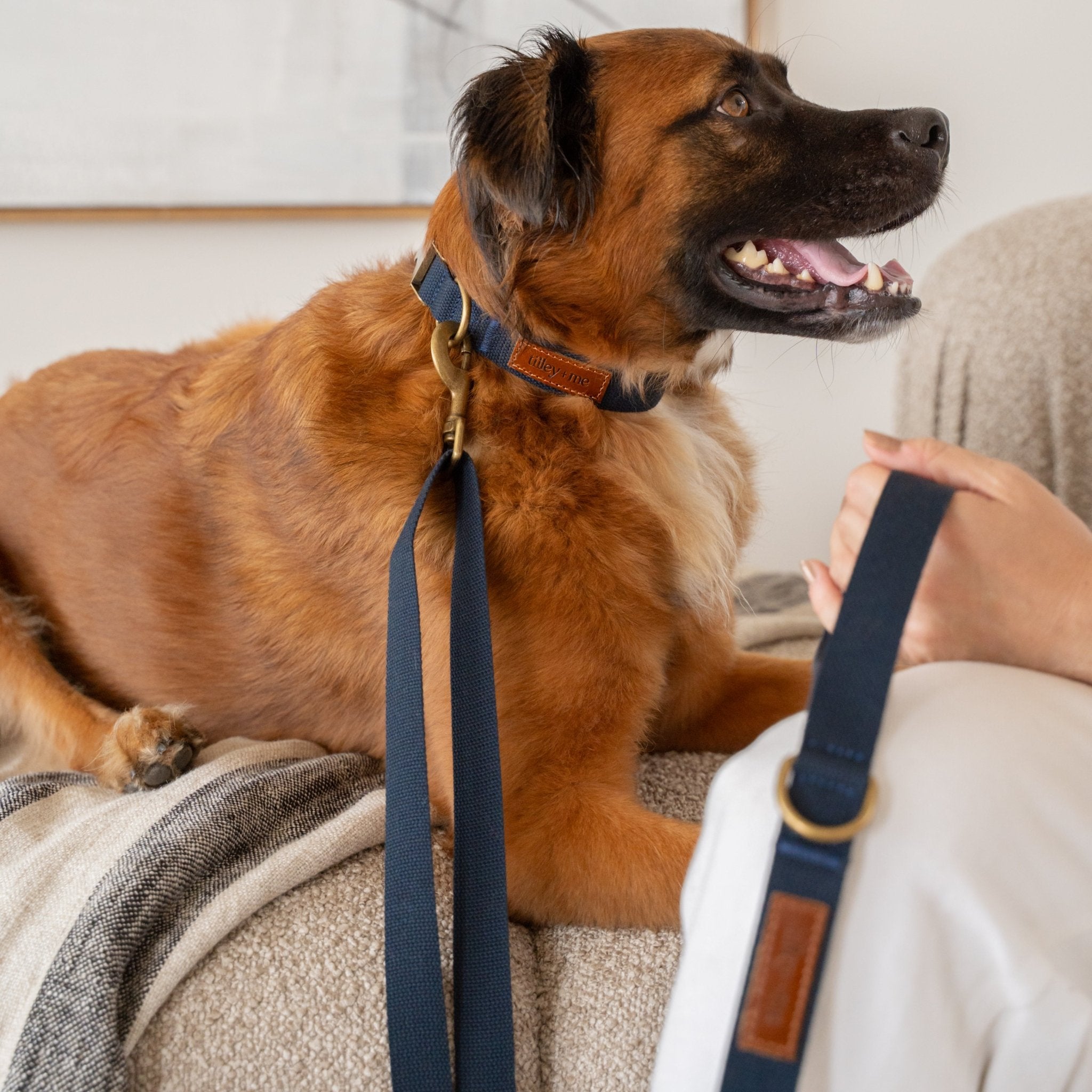 Hemp Cotton Dog Collar - Durable, Sustainable, Adjustable, Lightweight & Soft