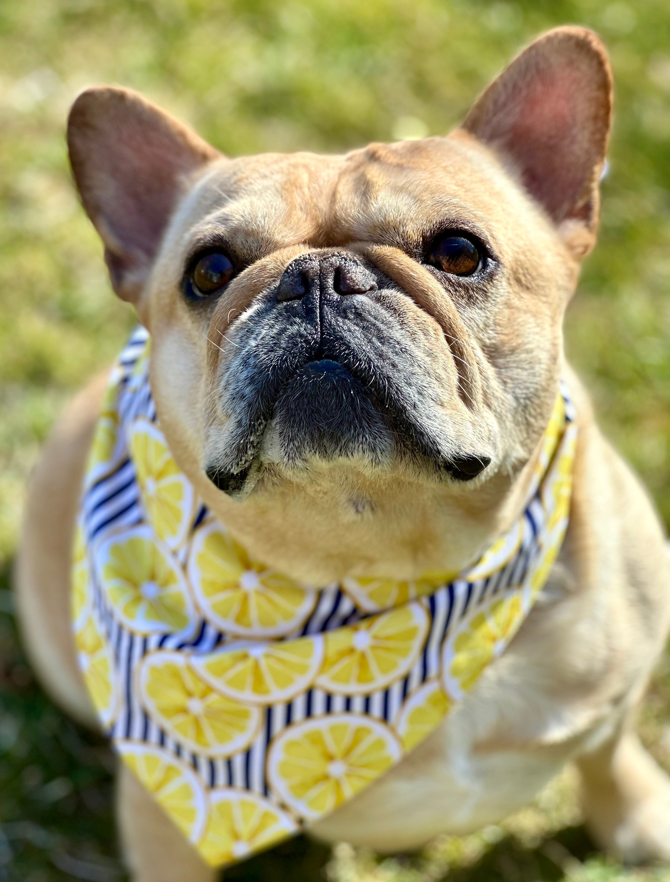 Lemon Dog Bandana