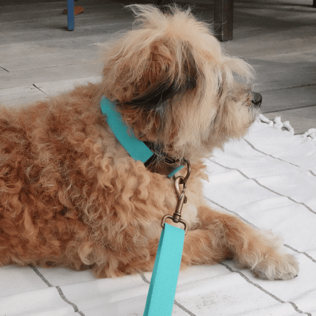 Hemp Cotton Dog Collar - Durable, Sustainable, Adjustable, Lightweight & Soft